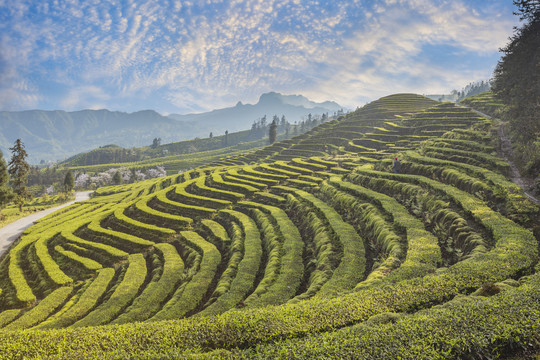 蜿蜒茶山蓝天白云茶山风光