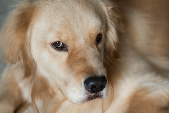 宠物犬金毛