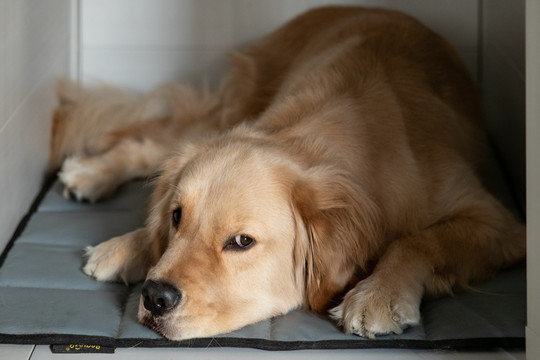 宠物犬金毛