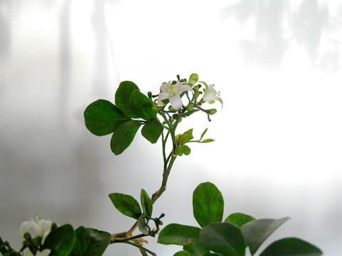 十里香花特写