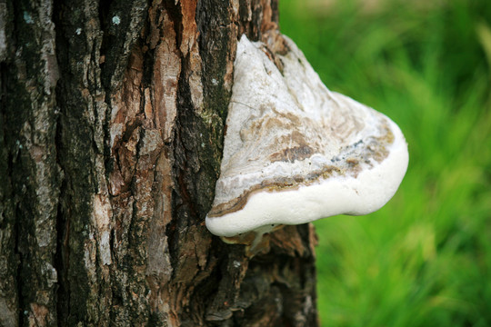 树上蘑菇