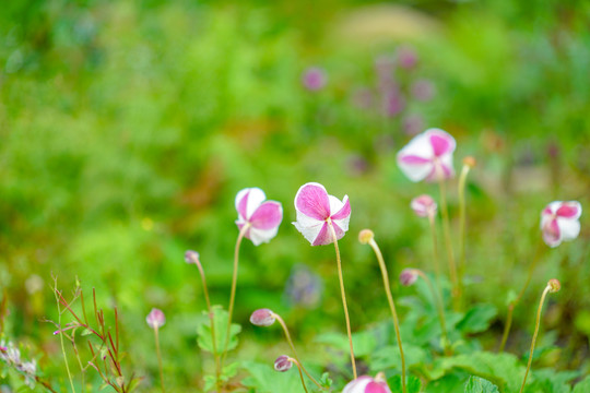 高原野花