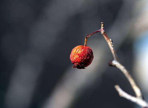 雪霜干果一样美