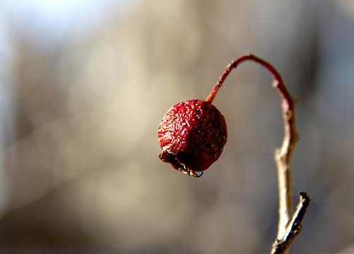 雪霜干果一样美