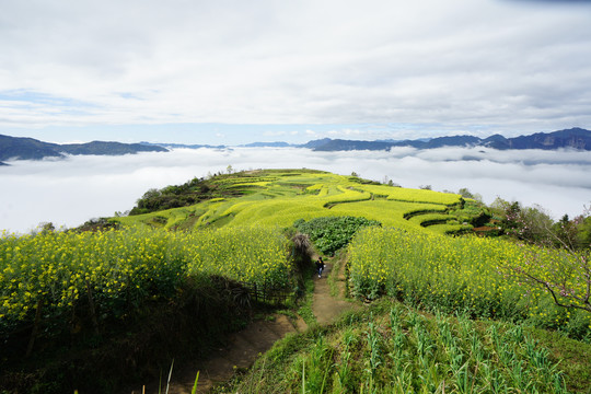 云雾梯田