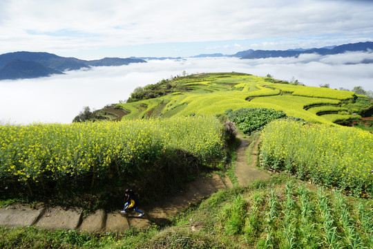 田园