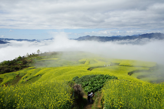 梯田油菜花