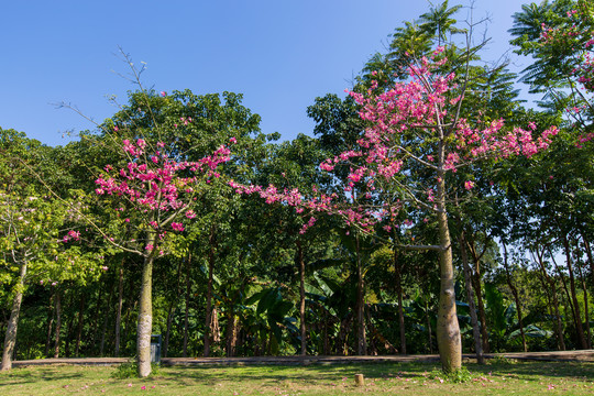 西山泉旅游度假区木棉花