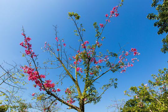 西山泉旅游度假区木棉花