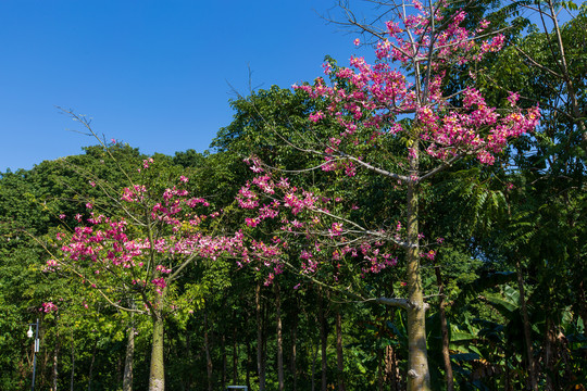 西山泉旅游度假区木棉花