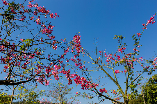 西山泉旅游度假区木棉花