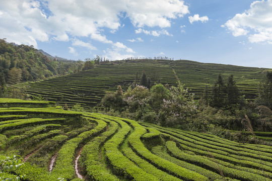 蓝天白云蜿蜒茶山自然风光