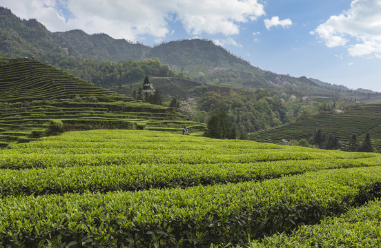 蓝天白云蜿蜒茶山自然风光