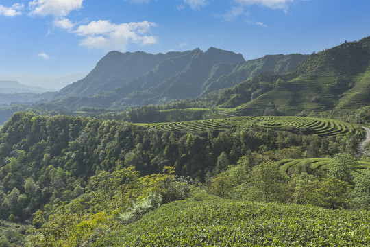 宜宾珙县鹿鸣茶场茶山风光