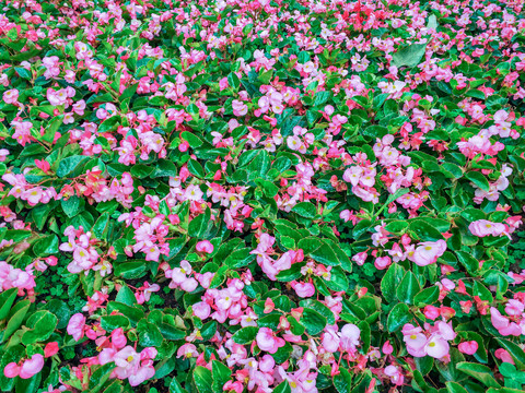 海棠鲜花绿叶墙