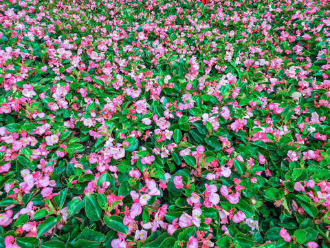 海棠鲜花植物墙