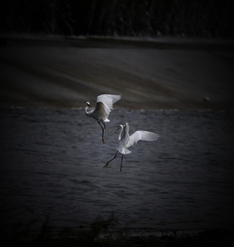 白鹭在河边空中嬉戏飞舞