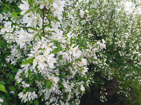 果树开花茂盛白花
