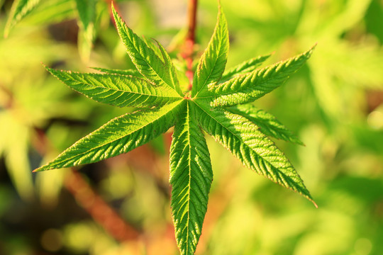 大兴安岭野生植物蚊子草