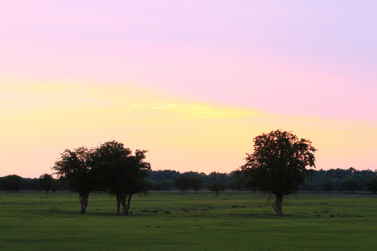 夕阳下原野上的树木