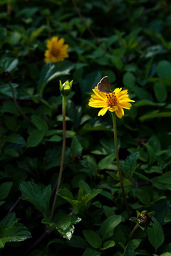 花和蝴蝶