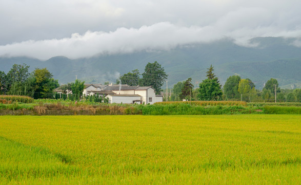 稻田