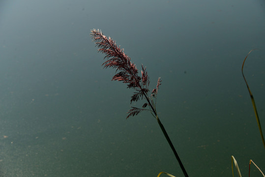 芒草