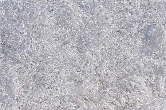 白色動物毛發(fā)皮毛皮膚