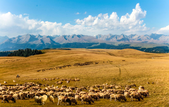 大美新疆牛羊成群