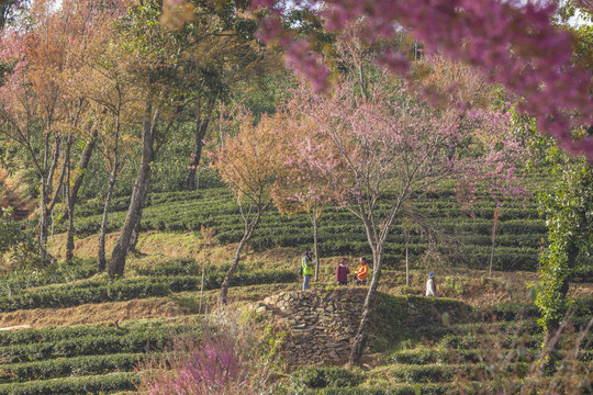 南涧樱花谷茶山风光