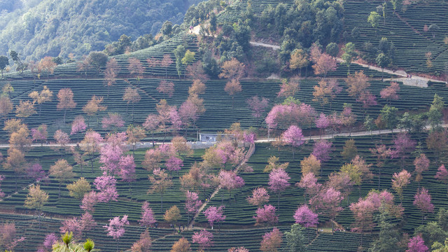 云南大理南涧樱花谷茶山风光