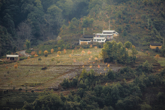 阳光民居冬樱花