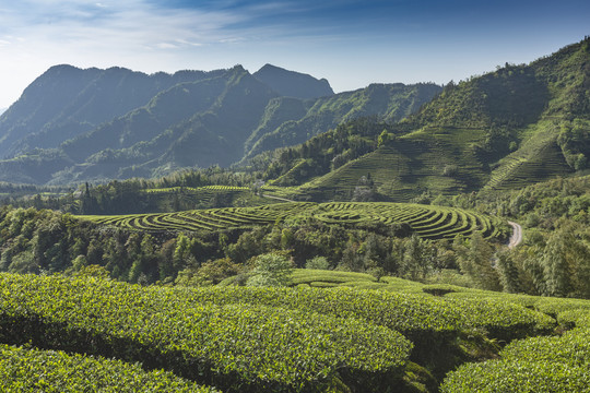 蓝天白云茶山风光