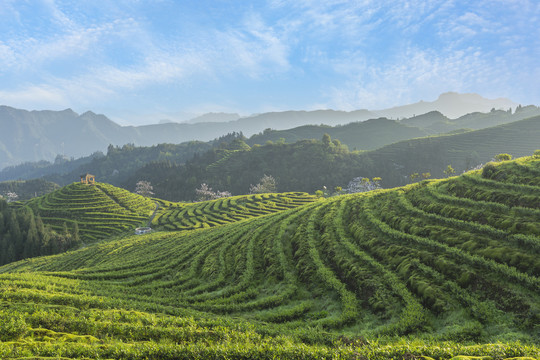 蓝天白云鹿鸣茶山自然风光