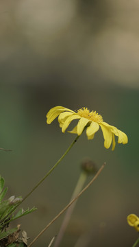 雏菊