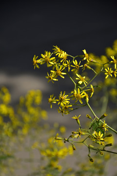 野菊花