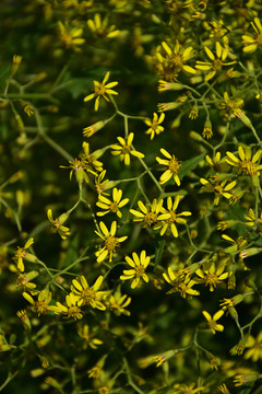 野菊花