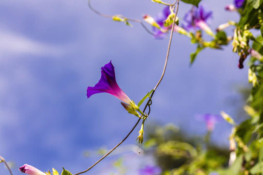 牵牛花