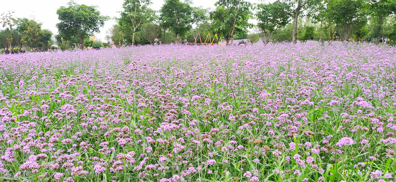 柳叶马鞭草基地