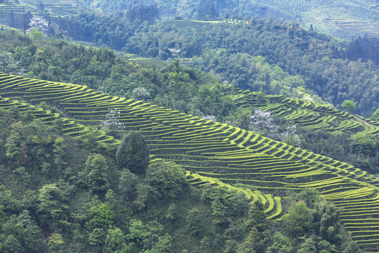 蜿蜒茶山自然风光