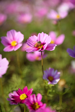 格桑花波斯菊蜜蜂采蜜