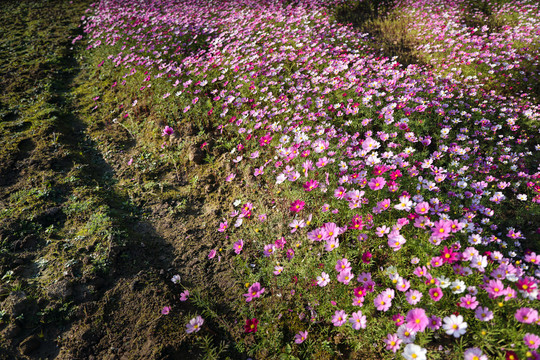 格桑花波斯菊花丛