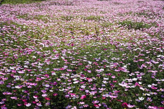 格桑花波斯菊花丛