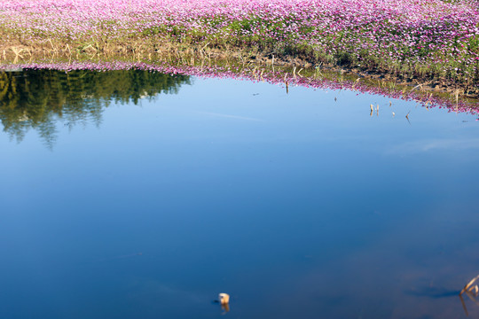 湖边格桑花