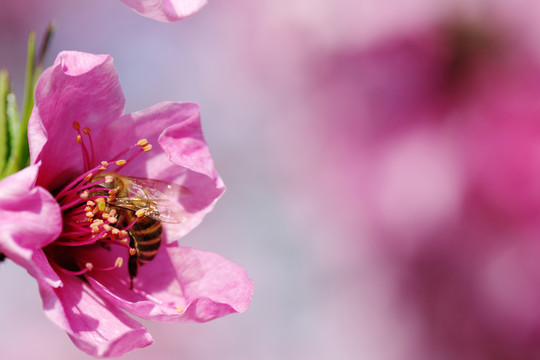 蜜蜂与桃花