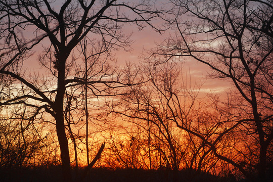 夕阳与树枝