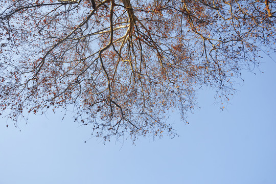 天空树枝