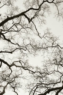 冬天树枝背景