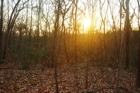 密林中的落日夕阳