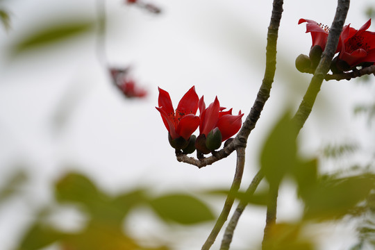 木棉花